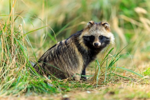 Raccoon dog looking carefully at the camera, environment of grass and forest, raccoon dog,