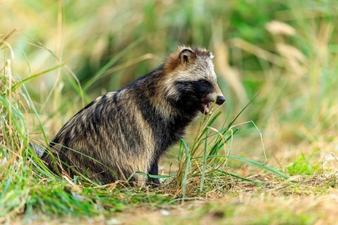 Raccoon dog sitting in grass surrounded by natural forest environment, raccoon dog, (Nyctereutes