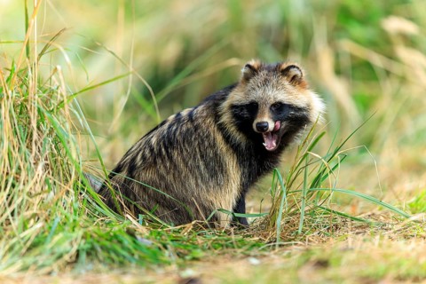 A raccoon dog sits sideways in the grass and opens its snout slightly, raccoon dog, (Nyctereutes