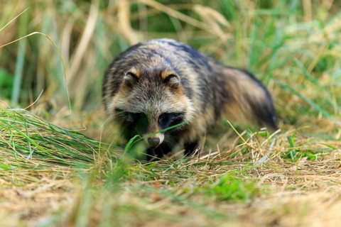 A raccoon dog sniffs the ground surrounded by tall grass in nature, raccoon dog, (Nyctereutes