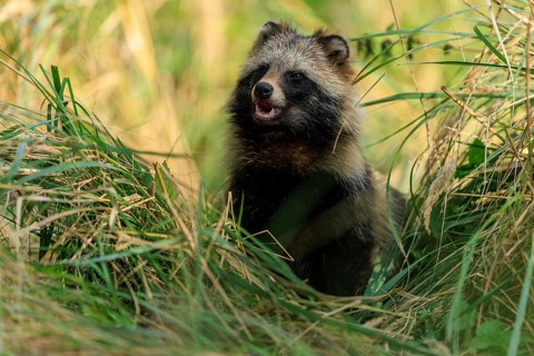 A raccoon dog sits in a meadow, surrounded by tall grass, and looks to the side, raccoon dog,