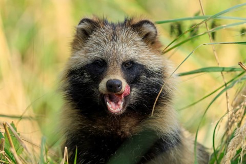 A raccoon dog shows its tongue and sits attentively in the grass, raccoon dog, (Nyctereutes