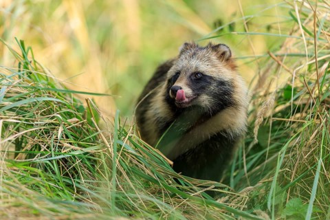 A raccoon dog licks its snout and is surrounded by grass, raccoon dog, (Nyctereutes procyonoides),