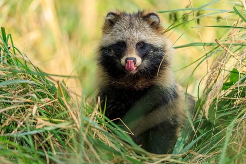 A raccoon dog sticks out its tongue and sits in tall grass, raccoon dog, (Nyctereutes