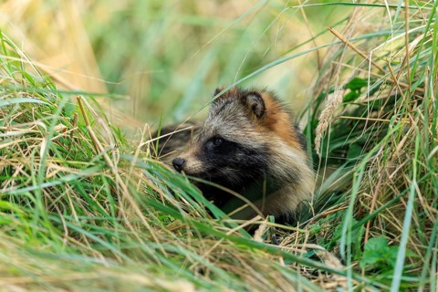 A raccoon dog looks curiously out of a grass hideaway in nature, raccoon dog, (Nyctereutes