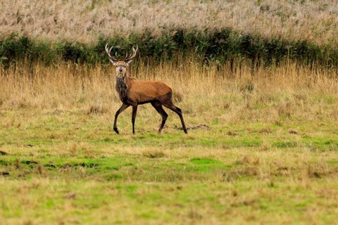 A deer with antlers walks across an extensive autumn meadow, red deer (Cervus elaphus), rutting,