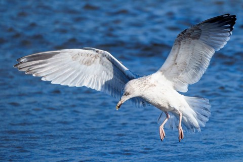 A seagull flies low above water with widely spread wings, herring gull (Larus argentatus) wildlife,