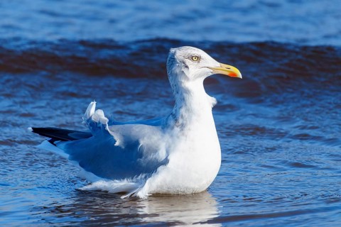 A seagull stands in shallow sea water against a blue background, herring gull (Larus argentatus)