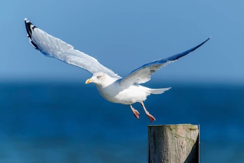 A seagull flies off a wooden post across the blue sea, herring gull (Larus argentatus) wildlife,