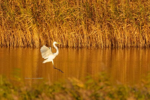 A heron lands on a reed bank with golden wings in the light, great egret (Ardea alba, syn.:
