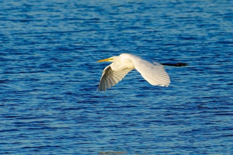 A heron flies across a blue lake under a clear sky, great egret (Ardea alba, syn.: Casmerodius