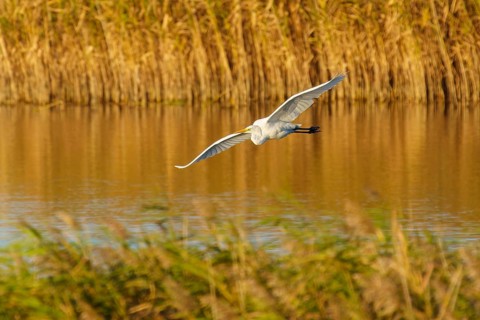 A heron flies over a reed pond in the golden light of nature, great egret (Ardea alba, syn.: