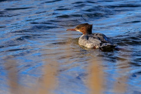 A duck bird paddles across a calm water surface, surrounded by natural landscape, goose sawers