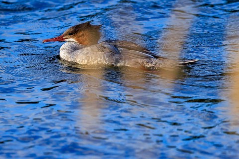 A duck bird swims on a blue body of water surrounded by nature, goose sanders (Mergus merganser),