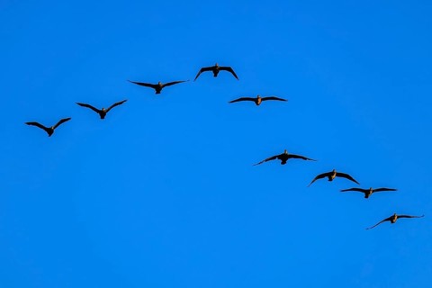 Eight cormorants fly in an arc formation in the blue sky, cormorant, (Phalacrocorax carbo),
