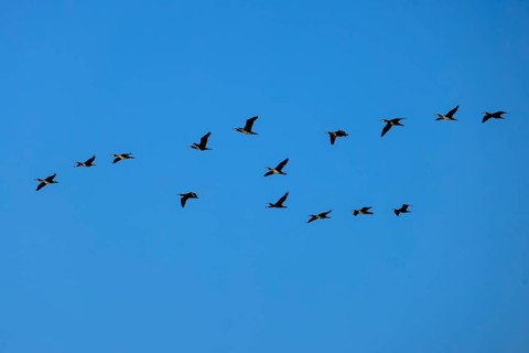 A larger group of cormorants flying in formation in the blue sky, cormorant, (Phalacrocorax carbo),