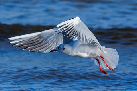 Seagull in the air with wings spread over the blue sea, black-headed gull (Larus ridibundus)