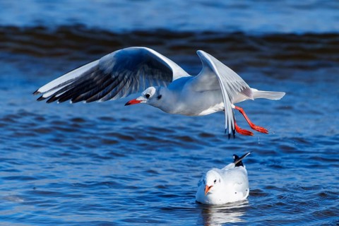 Two seagulls, one flying and the other swimming in the ocean, black-headed gull (Larus ridibundus)