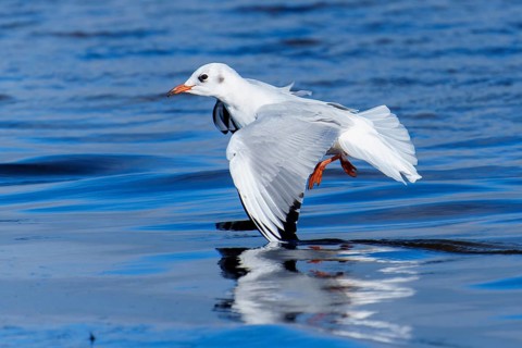 Seagull hovering just above the water with a clear reflection on the water surface, black-headed