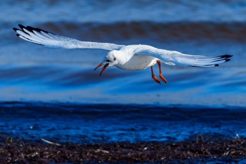Seagull flies horizontally across the sea and makes a sound, black-headed gull (Larus ridibundus)
