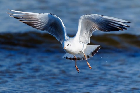 A seagull flies across the blue sea with its wings spread out, black-headed gull (Larus ridibundus)