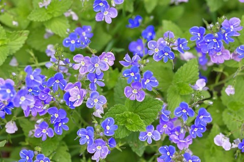 Gamander Speedwell (Veronica chamaedrys), loyal to men, blossoms in a deciduous forest, blue