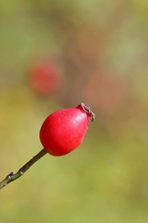 Ripe rose hip fruit of the dog rose (Rosa canina) on a branch, close-up, Wilnsdorf, North