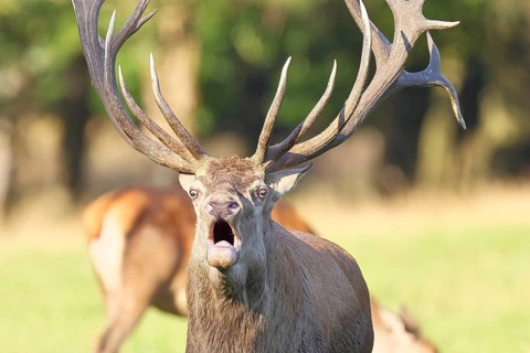 Red deer (Cervus elaphus) during rutting season, capital deer roaring in a forest clearing, animal