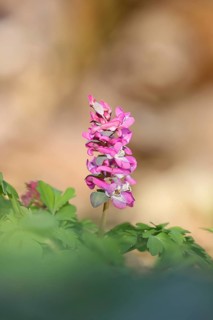 Hollow lark spur, hollowroot, bulbous lark spur (Corydalis cava), inflorescence in a beech forest,