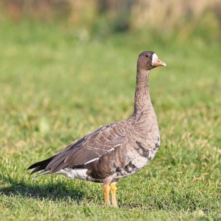 Coot goose (Anser albifrons), standing in a meadow in the wintering area, wildlife, Bislicher Insel