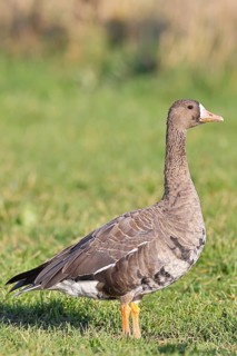Coot goose (Anser albifrons), standing in a meadow in the wintering area, wildlife, Bislicher Insel