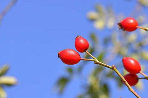 Ripe rose hip fruit (Rosa canina) on a branch, against a blue sky, Wilnsdorf, North