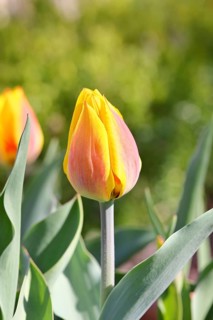 Tulip (Tulipa), red-yellow flower, Wilnsdorf, North Rhine-Westphalia, Germany