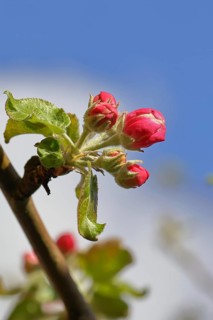Apple blossoms (Malus), red flowers still closed against a blue sky, close-up, Wilnsdorf, North
