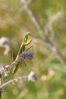 European praying mantis (Mantis religiosa), in a bush, Burgenland, Austria