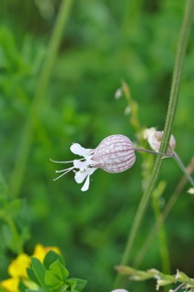 Dove Crop Leimkraut, Inflated Leimkraut or Common Leimkraut (Silene vulgaris), Blüte, Wilnsdorf,
