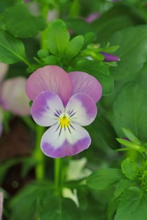 Horned violets (Viola cornuta hybrid), pansies, plants, flowers, violets, Wilnsdorf, North
