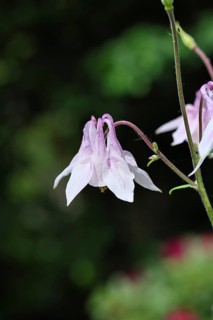 Common columbine (Aquilegia vulgaris), white flower on the edge of the forest, dark background,