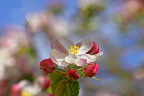 Apple blossoms (Malus), red flowers that are still closed and white open flowers with bokeh in the