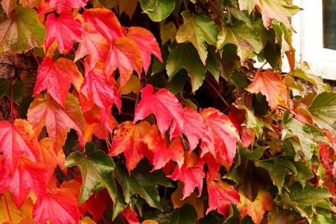 Wild wine leaves glowing in autumn colors, October, Germany