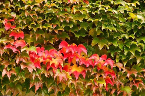 Wild wine leaves glowing in autumn colors, October, Germany
