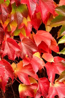 Wild wine leaves glowing in autumn colors, October, Germany