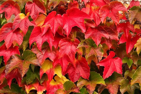 Wild wine leaves glowing in autumn colors, October, Germany