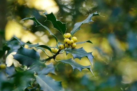 Ilex, autumn time, Germany