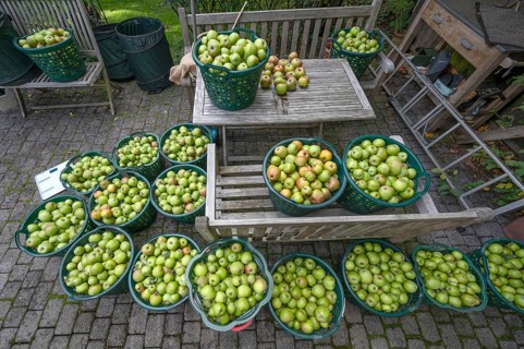 Apple earns (Malus), apples collected in baskets, Lauf an der Pegnitz, Middle Franconia, Bavaria,