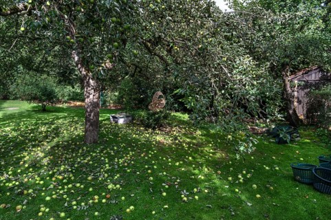 Shaken apples under the apple tree (Malus), Lauf an der Pegnitz, Middle Franconia, Bavaria, Germany