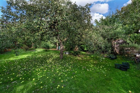 Shaken apples under the apple tree (Malus), Lauf an der Pegnitz, Middle Franconia, Bavaria, Germany