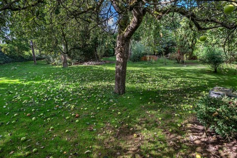 Shaken apples under the apple tree (Malus), Lauf an der Pegnitz, Middle Franconia, Bavaria, Germany