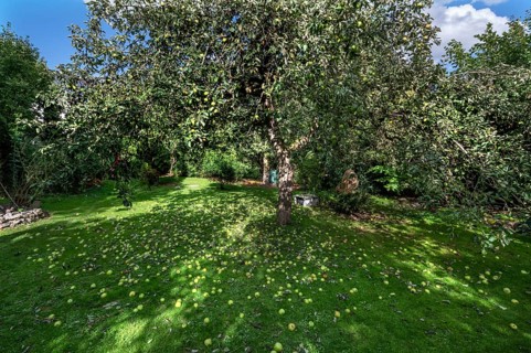 Shaken apples under the apple tree (Malus), Lauf an der Pegnitz, Middle Franconia, Bavaria, Germany