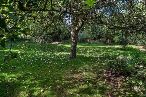 Shaken apples under the apple tree (Malus), Lauf an der Pegnitz, Middle Franconia, Bavaria, Germany